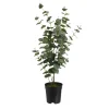 Depot Kunstpflanzen>Kunstpflanze Eukalyptus Im Topf