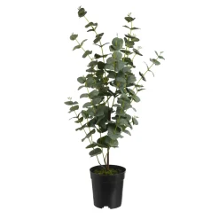 Depot Kunstpflanzen>Kunstpflanze Eukalyptus Im Topf