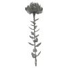 Store Depot Kunst-Stielblume Protea Ca. 67Cm