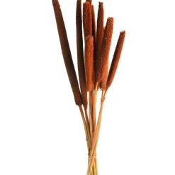 Depot Einzelblumen & Zweige>Trockenblume Babla