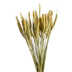 Depot Einzelblumen & Zweige>Trockenblume Gerste