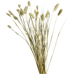 Depot Einzelblumen & Zweige>Trockenblume Kanarienvogel