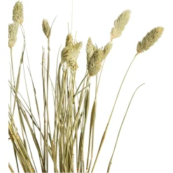 Depot Einzelblumen & Zweige>Trockenblume Kanarienvogel