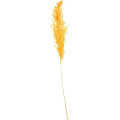 Depot Einzelblumen & Zweige>Trockenblume Pampasgras