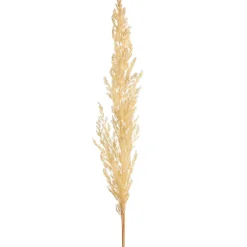 Depot Einzelblumen & Zweige>Trockenblume Pampasgras