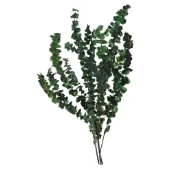 Sale Depot Trockenblumenbund Eukalyptus