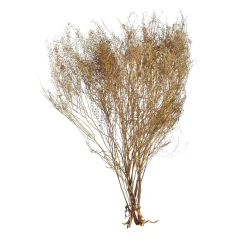 Sale Depot Trockenblumenbund Lepidium
