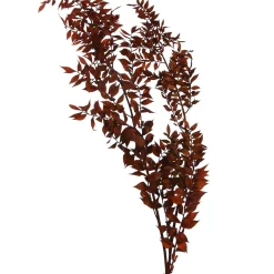 Depot Einzelblumen & Zweige>Trockenblumenbund Ruscus