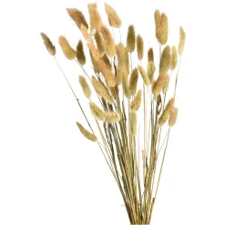 Depot Einzelblumen & Zweige>Trockenblumenbund Samtgras