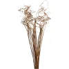 Depot Einzelblumen & Zweige>Trockenblumen-Bundel Curly
