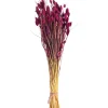 Depot Einzelblumen & Zweige>Trockenblumen-Bundel Phalaris