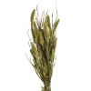 Depot Einzelblumen & Zweige>Trockenblumen-Bundel Setaria