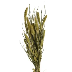 Depot Einzelblumen & Zweige>Trockenblumen-Bundel Setaria
