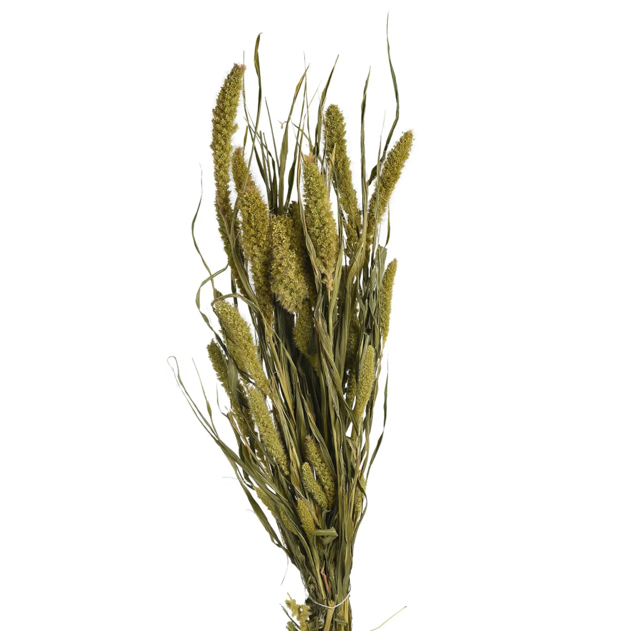 Depot Einzelblumen & Zweige>Trockenblumen-Bundel Setaria
